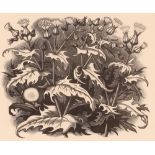 George Mackley, Sow Thistle 1963 wood engraving, s