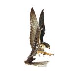 A Hutschenreuther porcelain study of a peregrine f