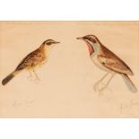 Arcade Alphonse Nowry, two ornithological studies, each depicting two birds, signed and inscribed