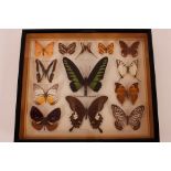 A pair of mid 20th Century museum cased displays of butterflies