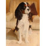 Peter J Ashmore, study of a seated spaniel, signed oil on canvas, 40cm x 30cm