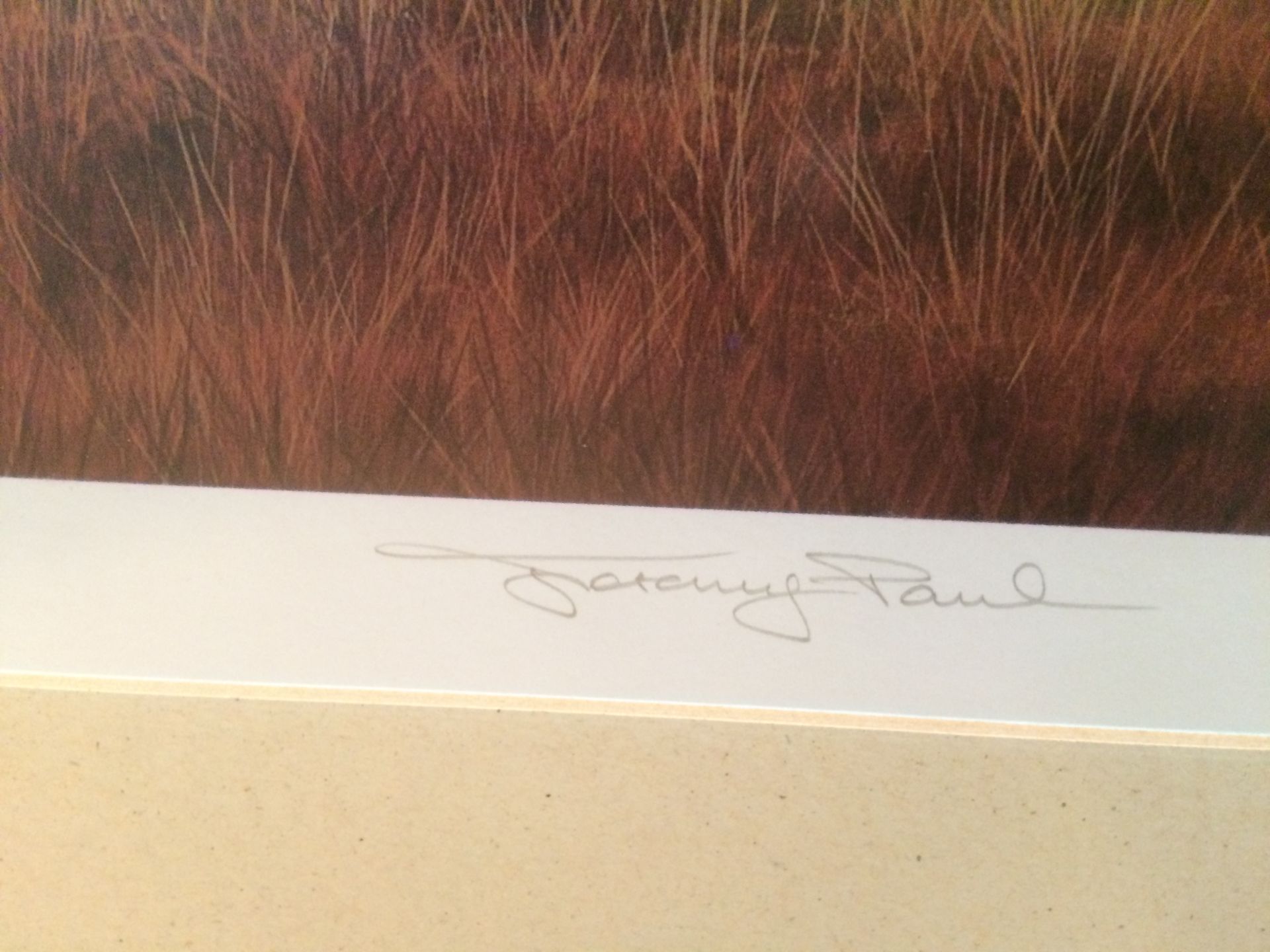 Jeremy Paul framed Ltd Edition print 'Savannah Sundown' 38 x 56cm signed in pencil and numbered - Image 2 of 2