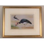 Philip Rickman (1891-1982) watercolour of Spur-winged Geese,