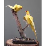 Two Yellow Ring Necks mounted on a branch