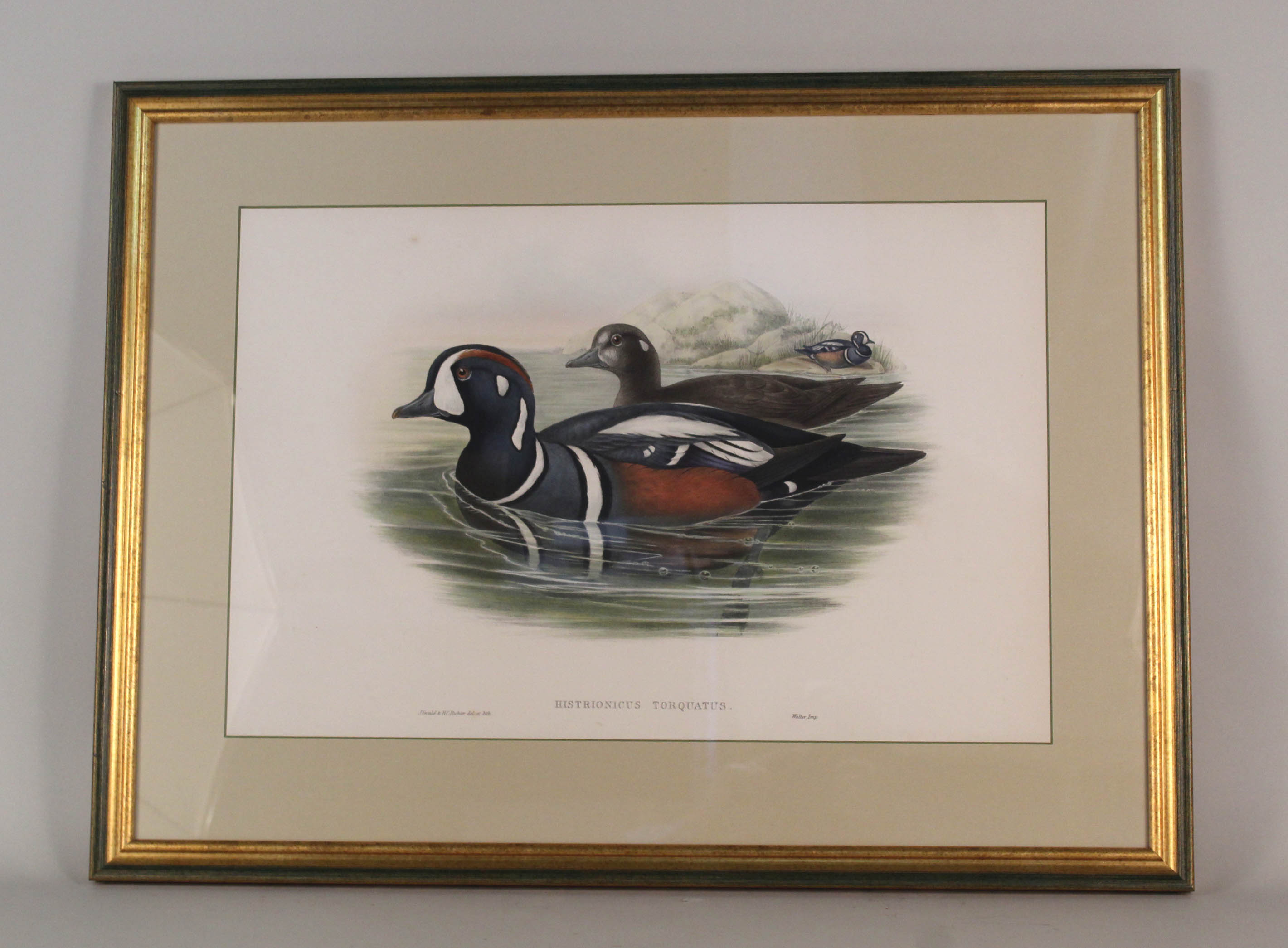 A print of Harlequin Ducks,