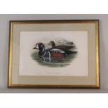 A print of Harlequin Ducks,