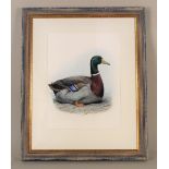 Carl Donner (1957-) watercolour of a Rouen Duck with label verso stating "original watercolour for
