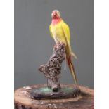 A Yellow Parakeet mounted on a wooden base