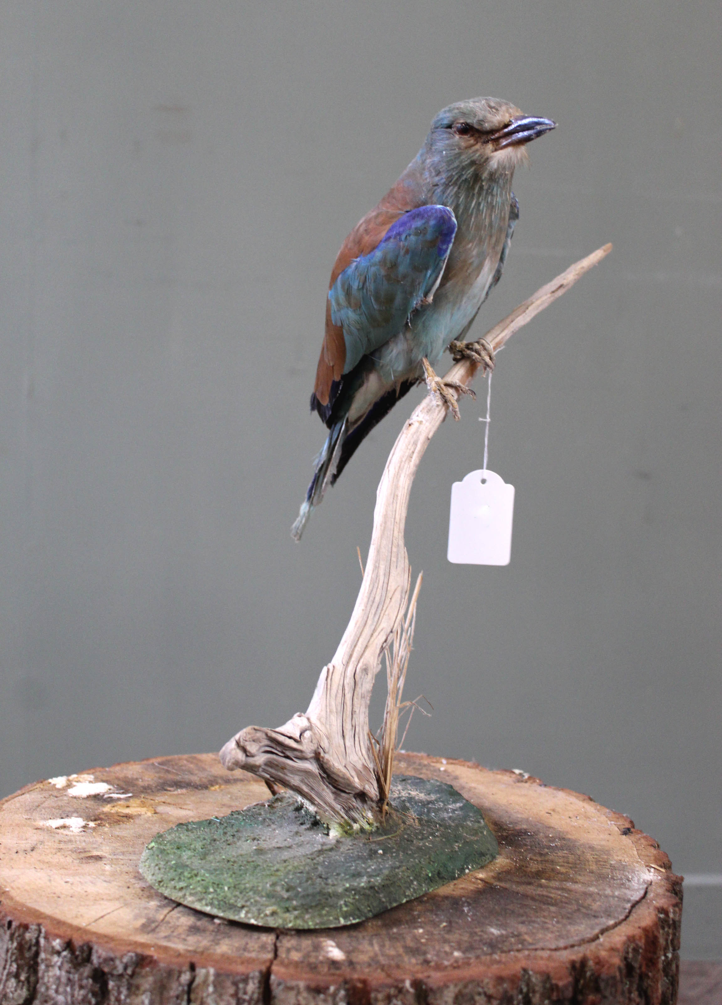 A Lilac-breasted Roller mounted on a branch