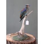 A Lilac-breasted Roller mounted on a branch