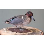 A taxidermy American Green Winged Teal on base, by D.