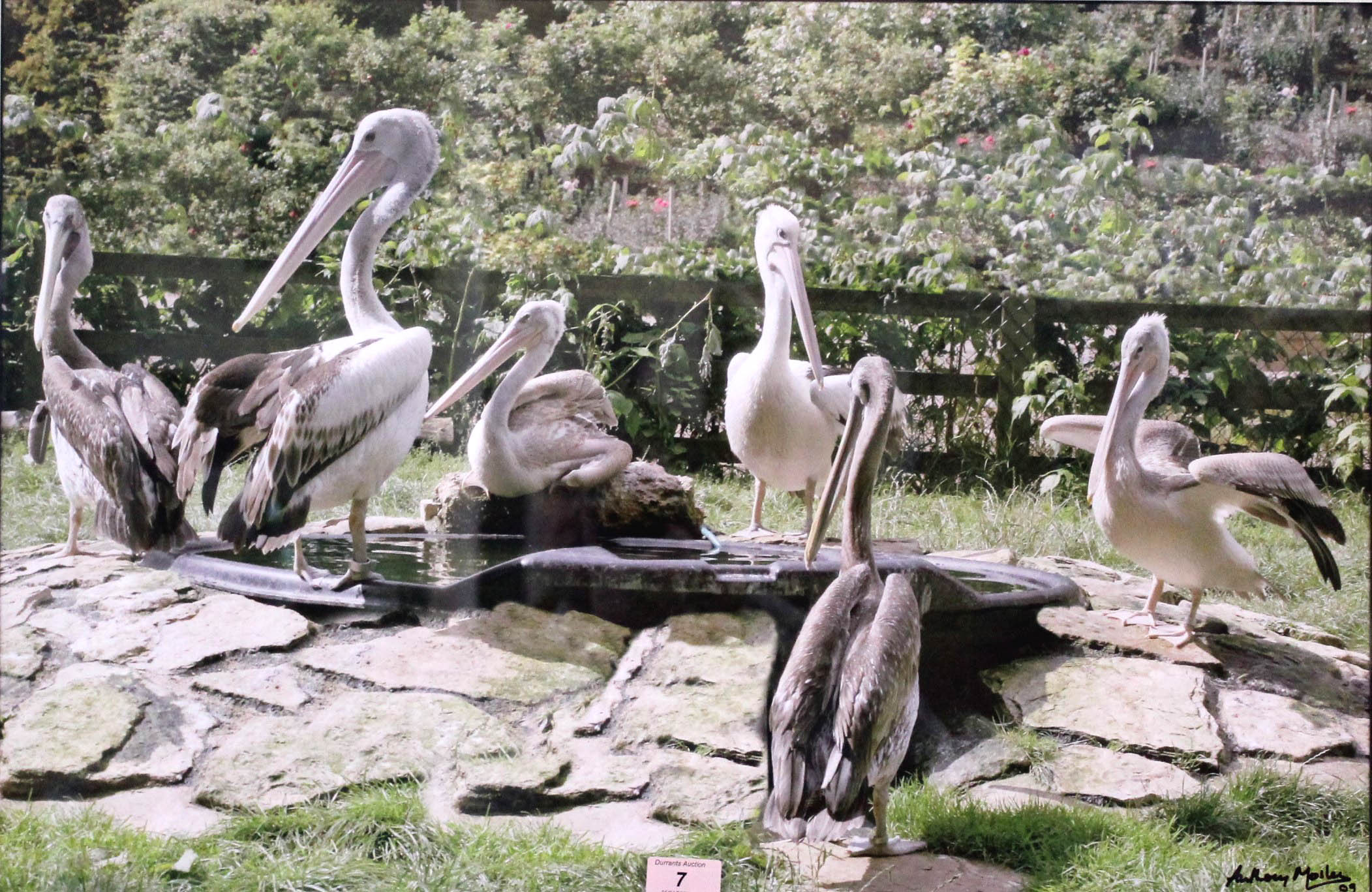 A set of framed photographs of Australian, Chilean and Pink-backed Pelicans, - Image 2 of 3