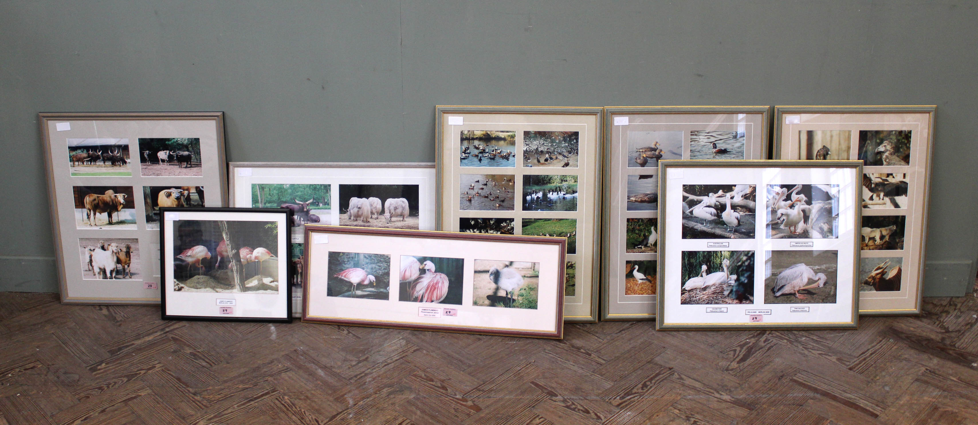 Eight sets of framed photographs of waterfowl, Brids of Prey, Cattle, Buffalo,