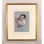 A Peter Scott limited edition print (5/24) of a Nene Hawaiian Goose,