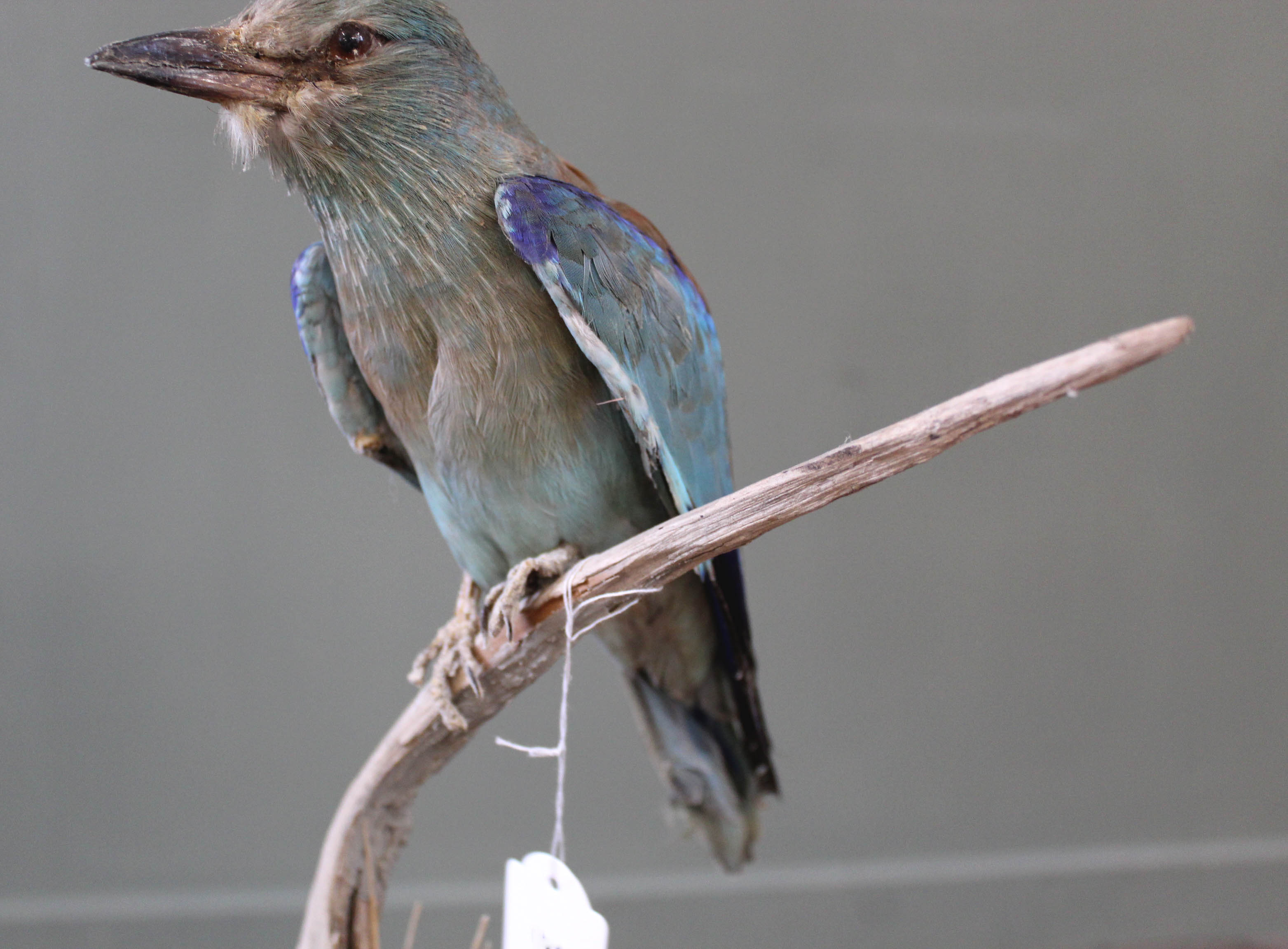 A Lilac-breasted Roller mounted on a branch - Image 3 of 3