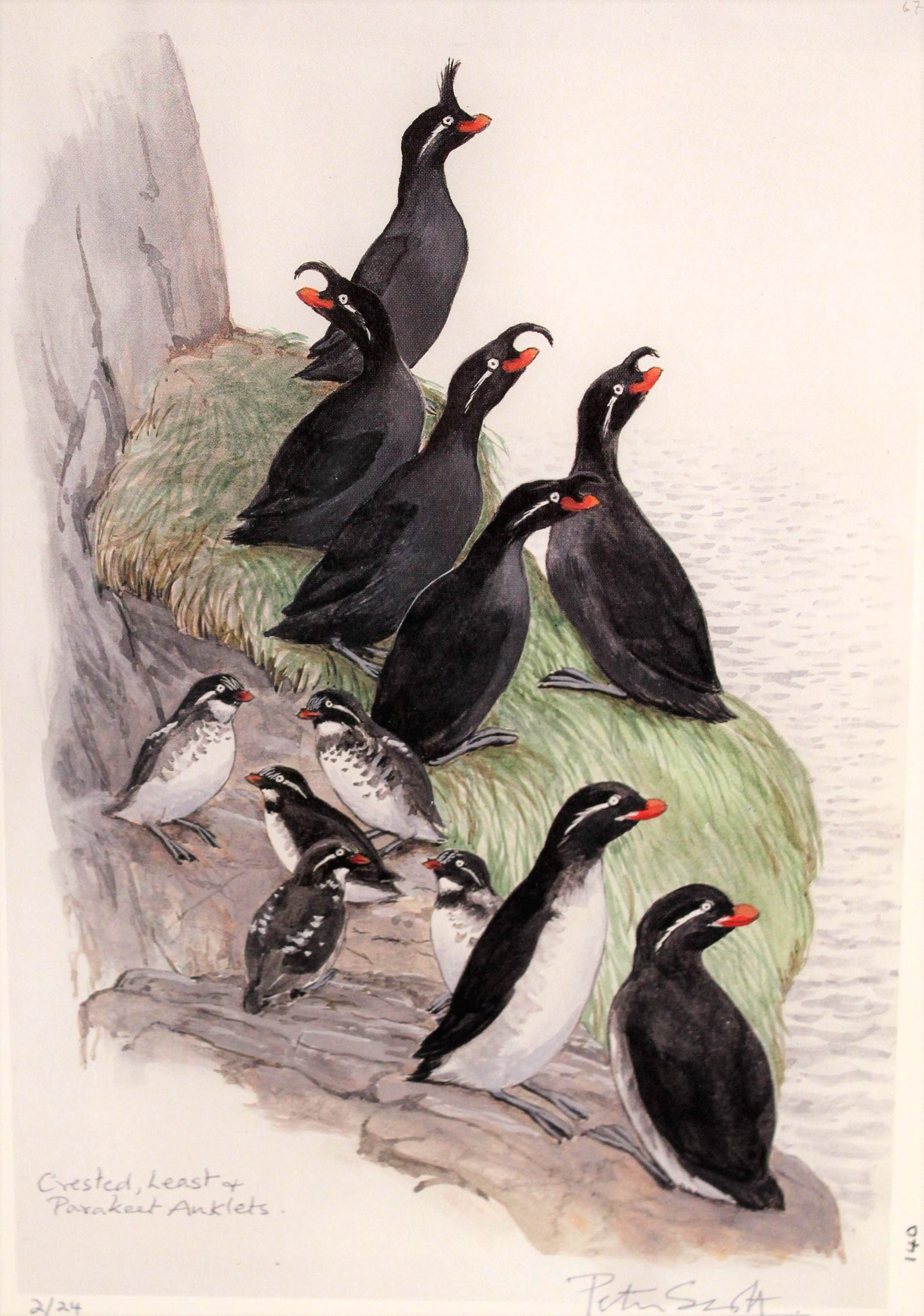 A Peter Scott limited edition print (2/24) of Crested, Least and Parakeet Auklets, - Image 2 of 2