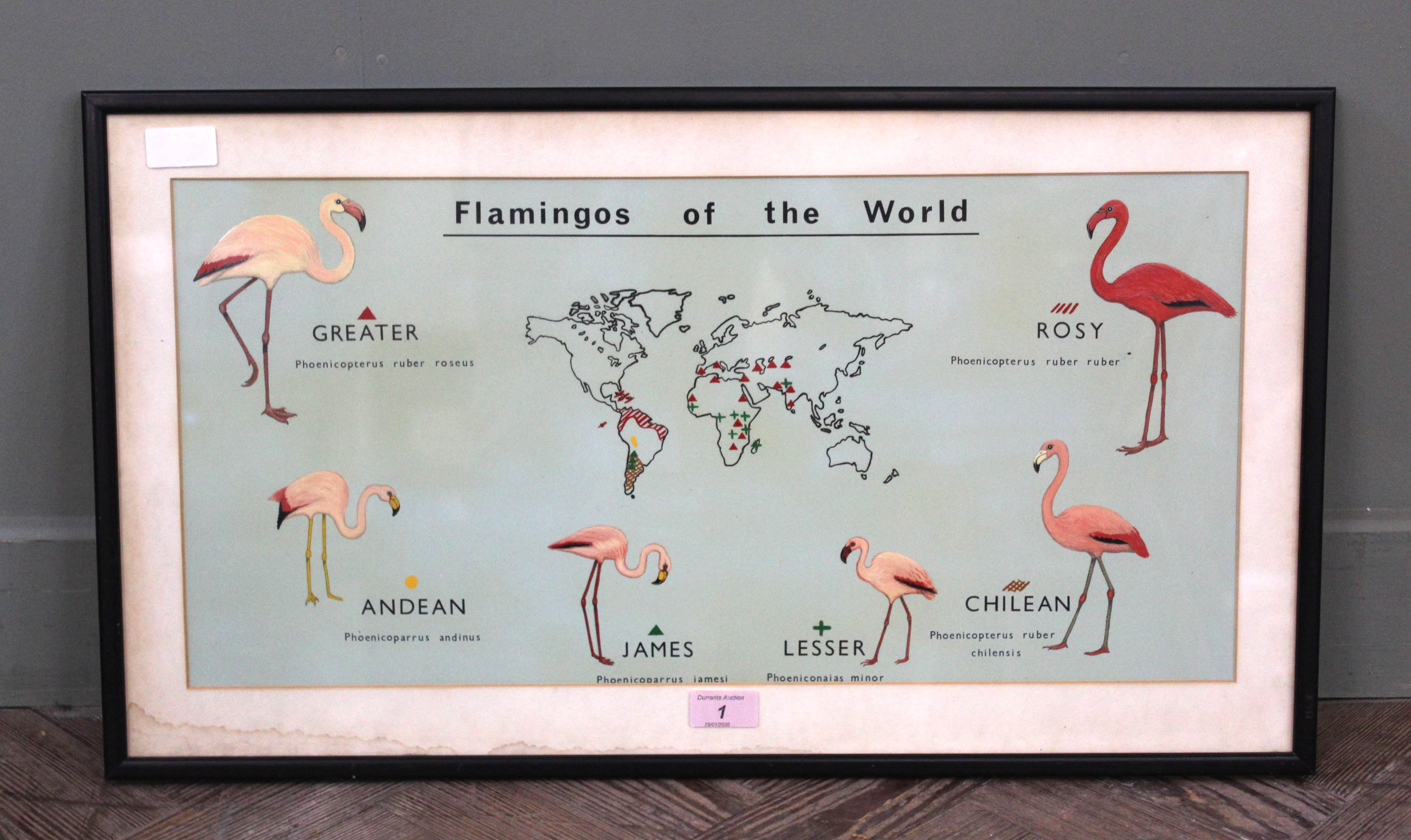 A framed picture depicting Flamingos of the World - Image 2 of 2