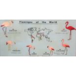 A framed picture depicting Flamingos of the World