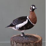 A taxidermy Red-breasted Goose on stand, by D.