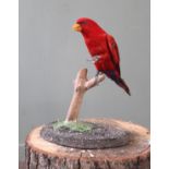 A Red Parakeet mounted on a branch