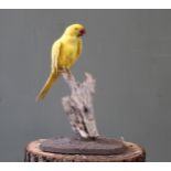 A Yellow Parakeet mounted on a wooden 'plinth'