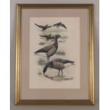Hilary Burn watercolour of Pale-bellied Brent Geese,