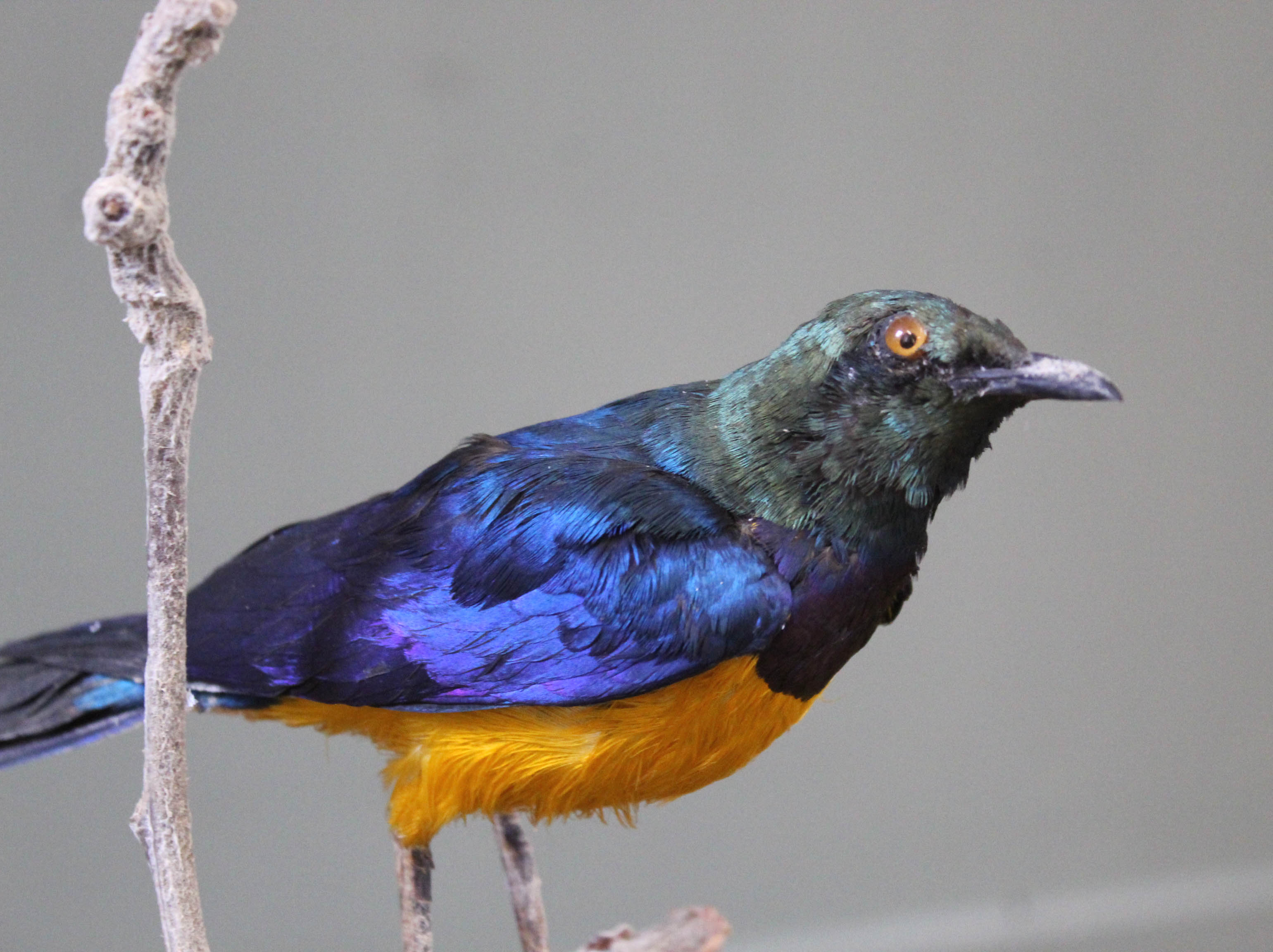 A Glossy Starling mounted on a branch - Image 2 of 3