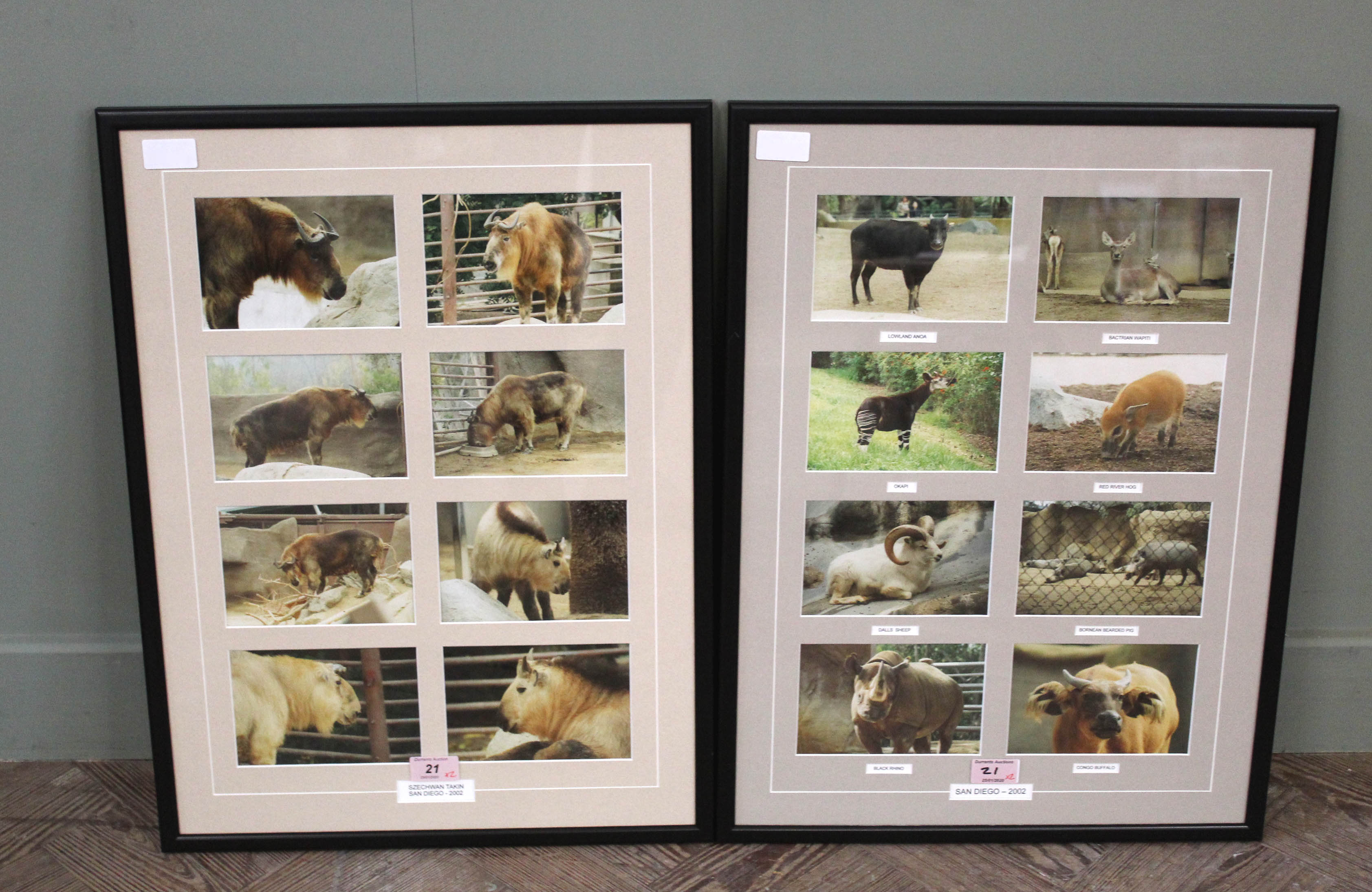 Two sets of photographs taken in San Diego 2002 of Szechwan Takin and other animals,