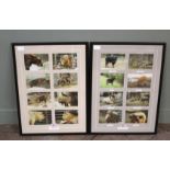 Two sets of photographs taken in San Diego 2002 of Szechwan Takin and other animals,