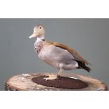 A taxidermy Ringed Teal Drake on stand, by D.