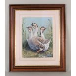 A Mark Chester acrylic depicting Buff African Geese,