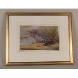 Philip Rickman (1891-1982) watercolour of a Ruddy Headed Goose,