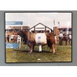 A framed photograph of The Belted Galloway Royal Show Prize Winner 1983