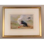 Philip Rickman (1891-1982) watercolour of Andean Geese,