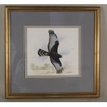 Trevor Boyer (1948-) acrylic of a Black Harrier,