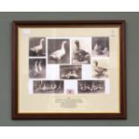 Nine black and white photographs of Geese including Goose belonging to Abbot Bros.