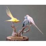 Three Parakeets mounted on a wooden base