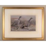 Philip Rickman (1891-1982) watercolour of Cereopsis (Cape Barren Goose),