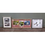 A framed set of photographs of Californian Brown Pelicans, by Frank Todd,