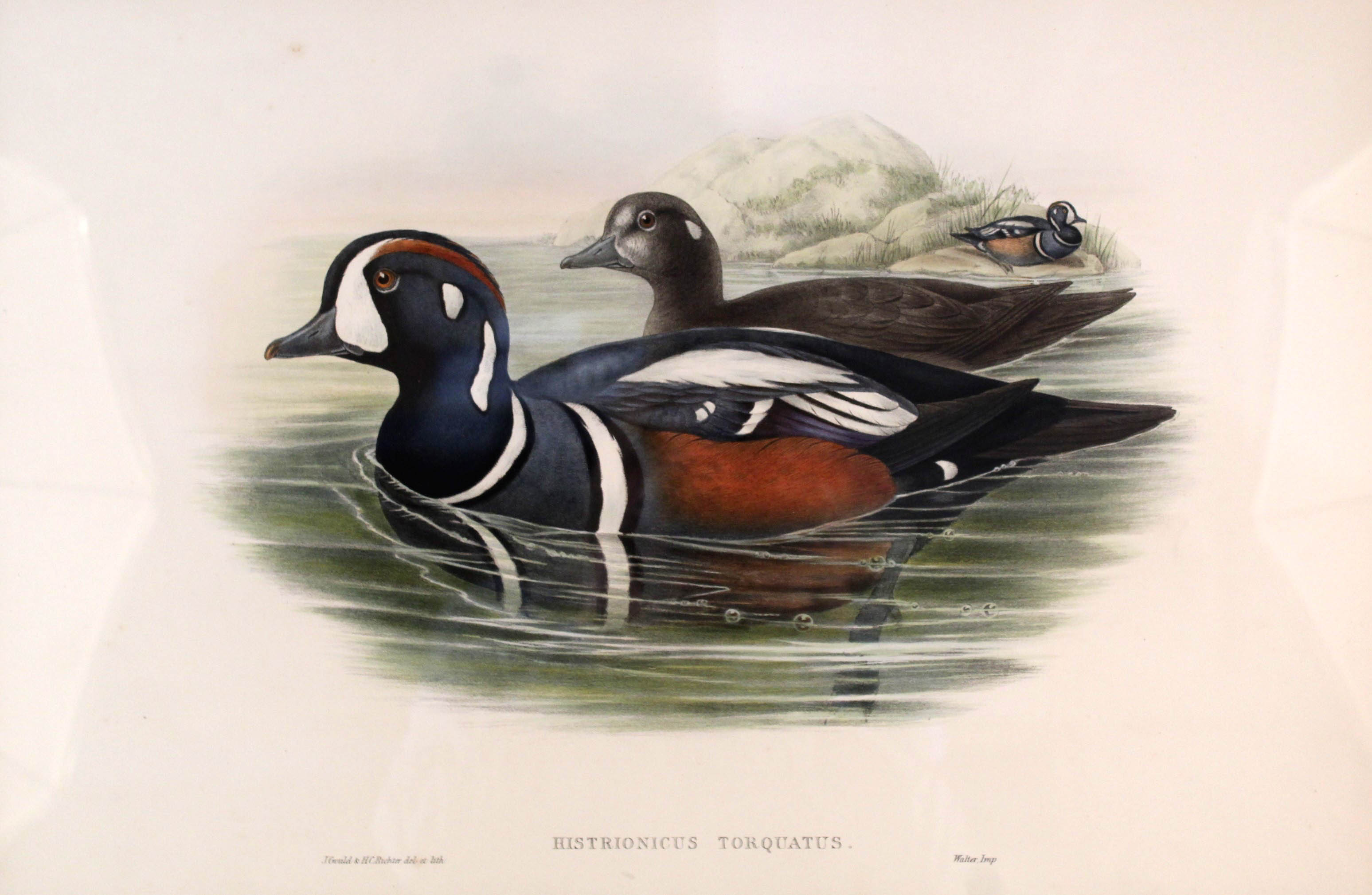 A print of Harlequin Ducks, - Image 2 of 2