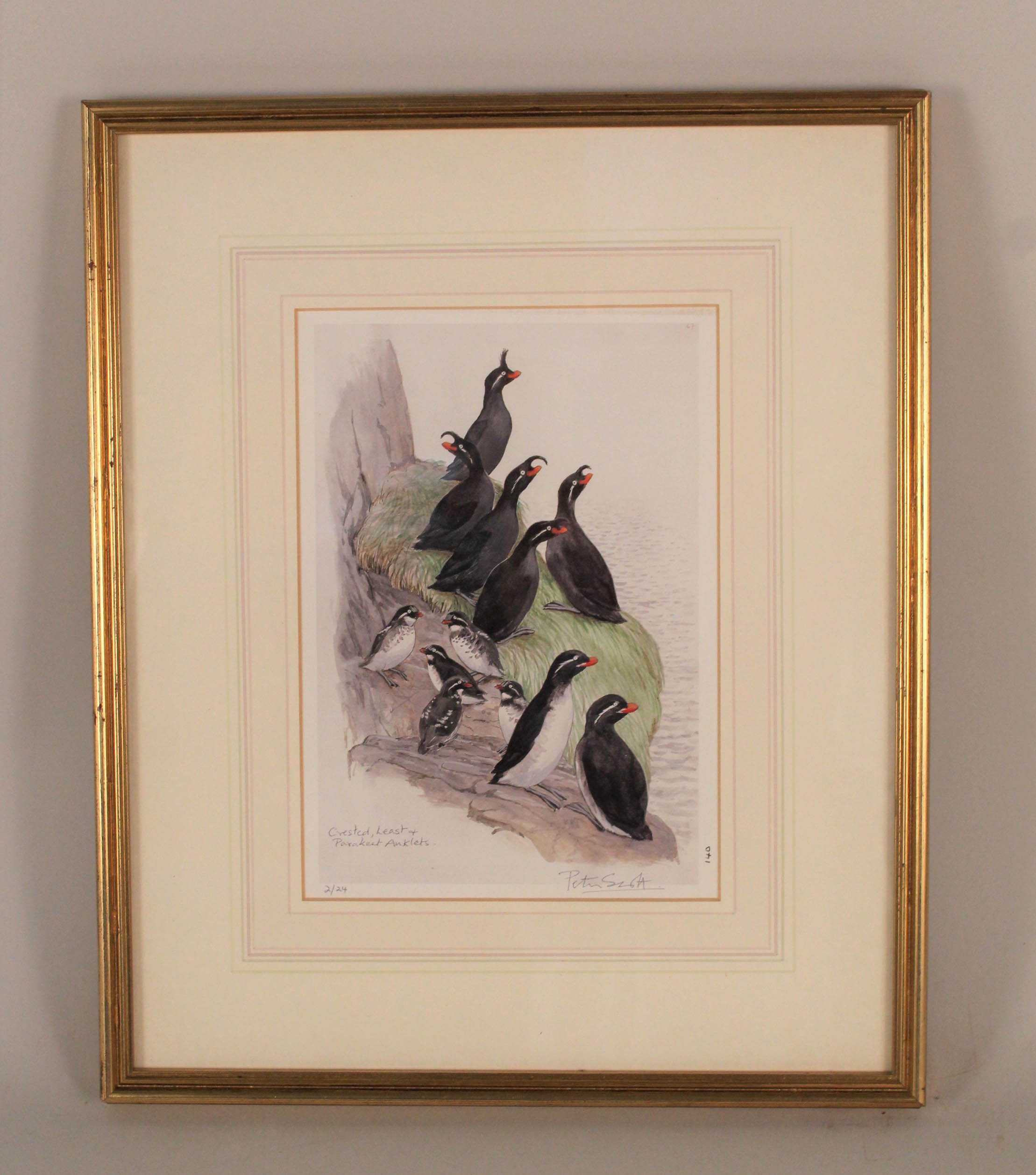 A Peter Scott limited edition print (2/24) of Crested, Least and Parakeet Auklets,