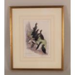 A Peter Scott limited edition print (2/24) of Crested, Least and Parakeet Auklets,