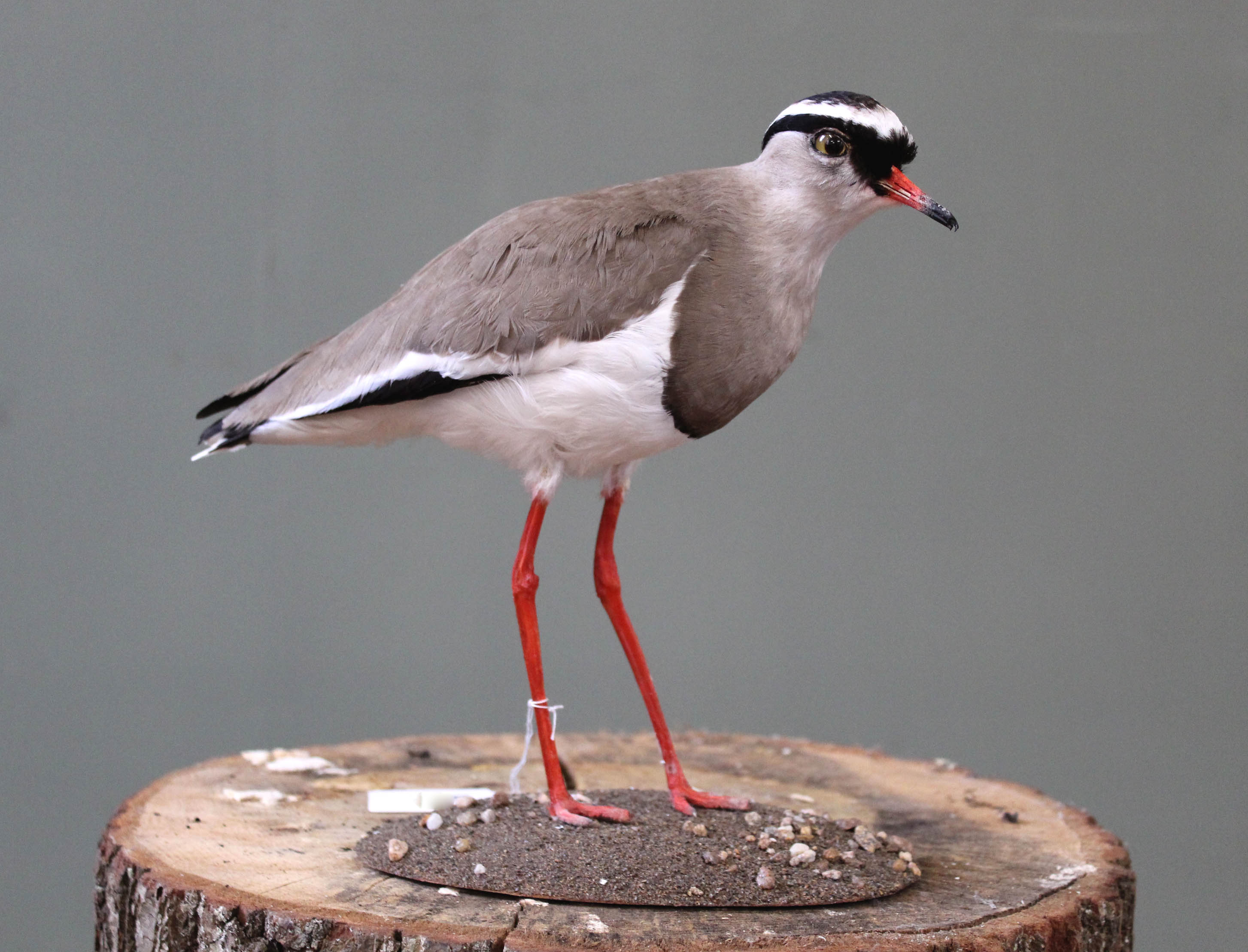 A taxidermy Crowned Lapwing on base, by D.