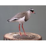 A taxidermy Crowned Lapwing on base, by D.