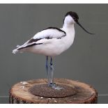 A taxidermy Avocet on base, by D.