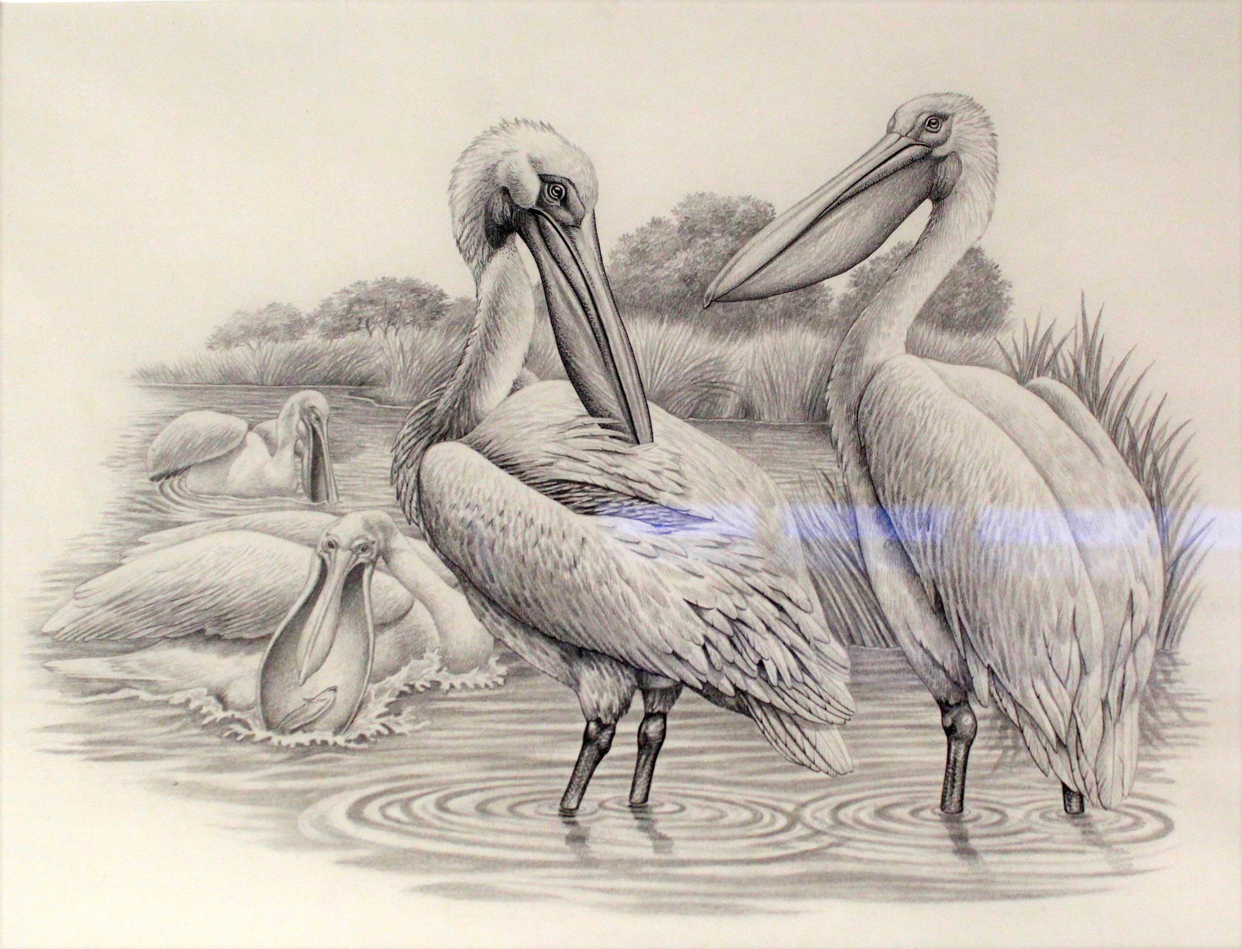 Two unsigned pencil sketches of Great White Pelicans - Image 3 of 3