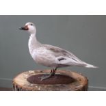 A taxidermy Silver Bahama Pintail Duck on base, by D.