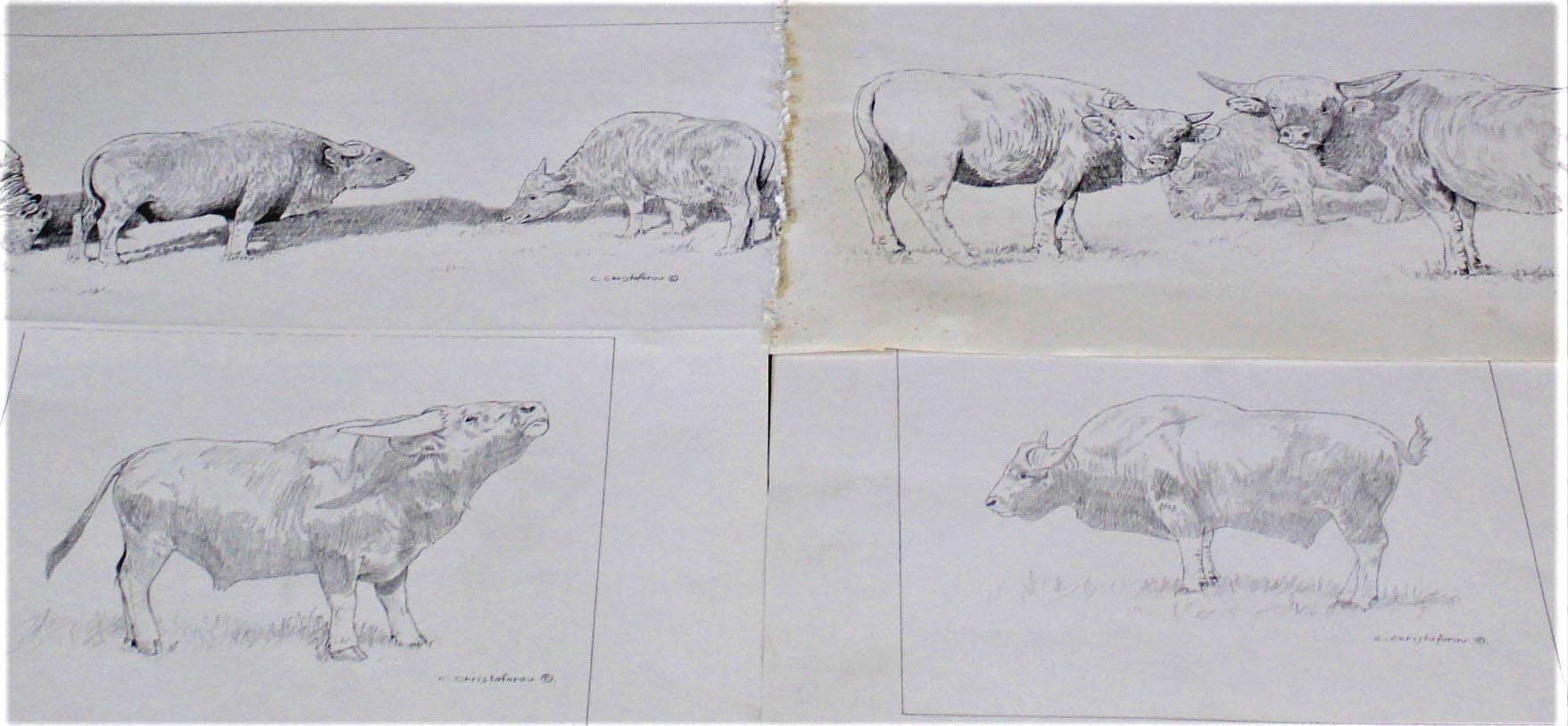 A large photograph of a group of Bison 30cm x 81cm plus four pencil sketches of Bison by Chris - Image 2 of 2