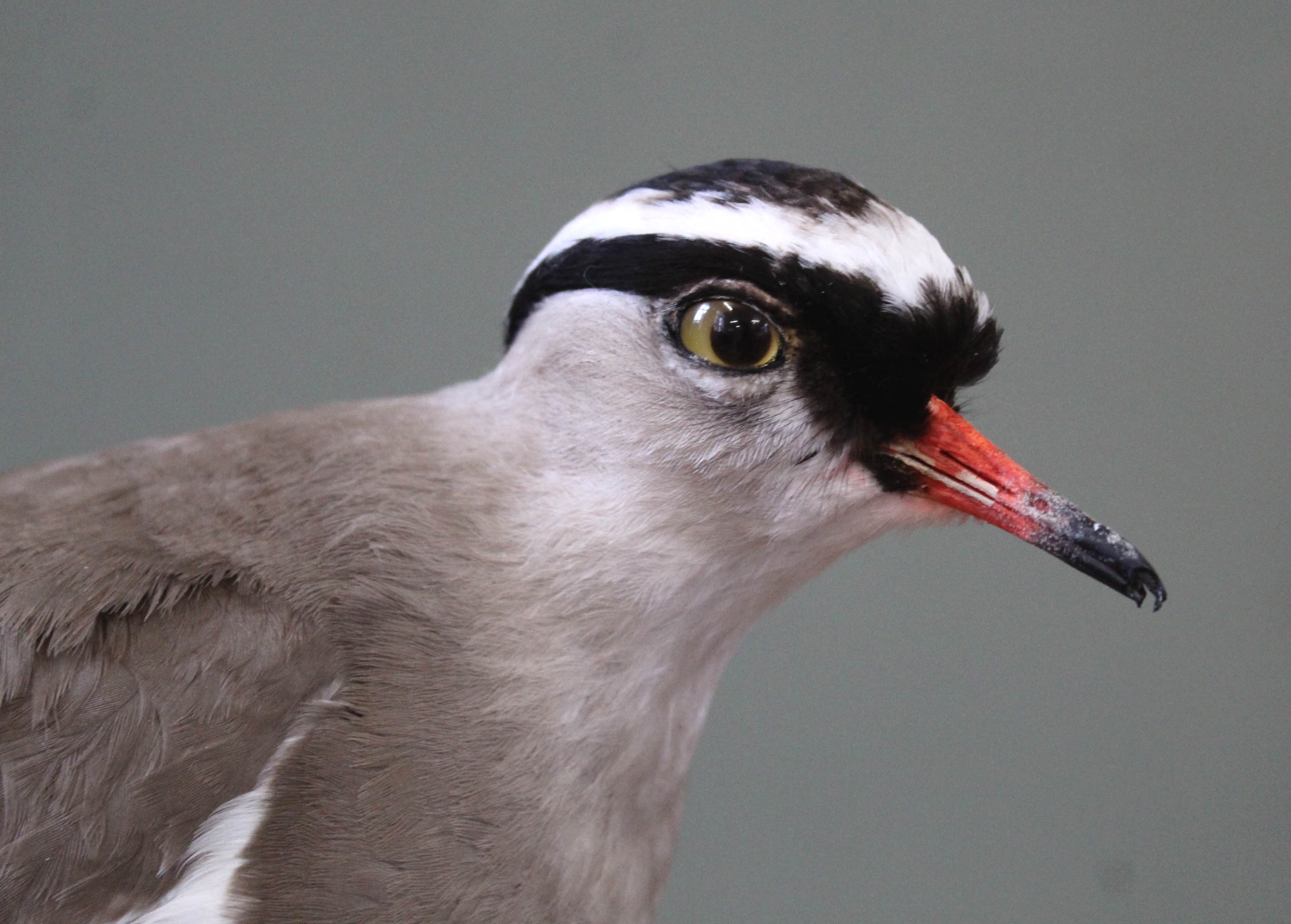 A taxidermy Crowned Lapwing on base, by D. - Image 2 of 3