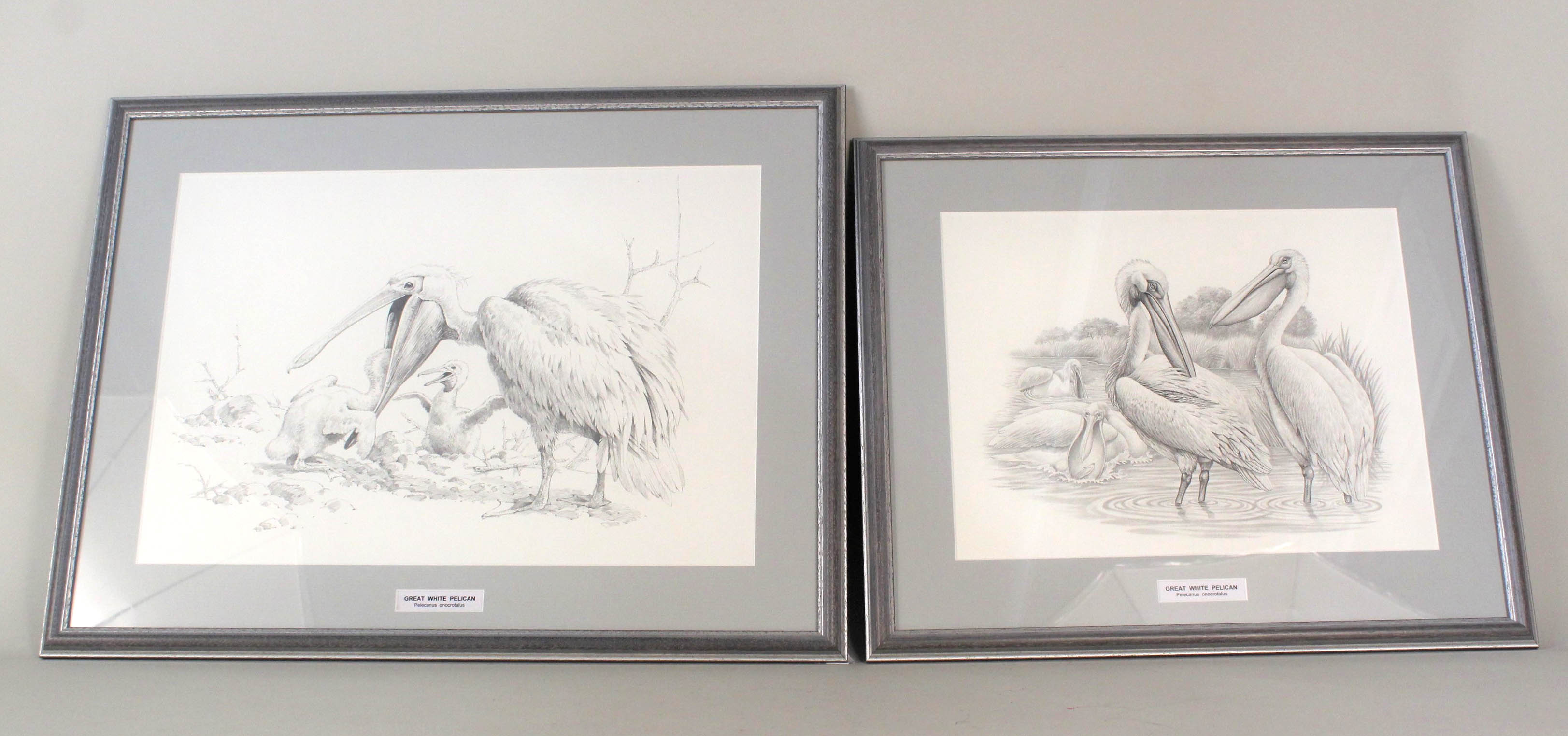 Two unsigned pencil sketches of Great White Pelicans